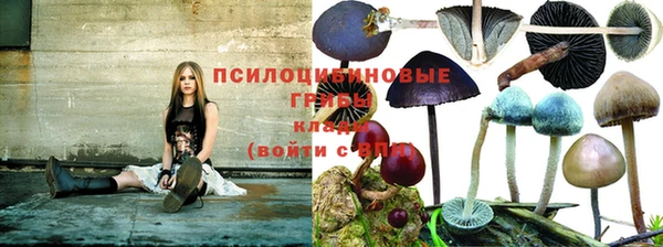 ПСИЛОЦИБИНОВЫЕ ГРИБЫ Баксан